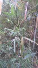 Phyllostachys makinoi
