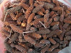 Alnus acuminata arguta