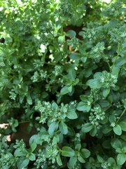 Polycarpon tetraphyllum tetraphyllum