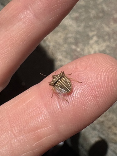 Ancyrosoma leucogrammes