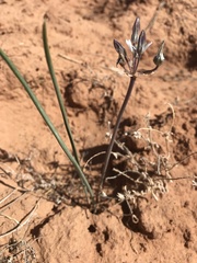 Androstephium breviflorum