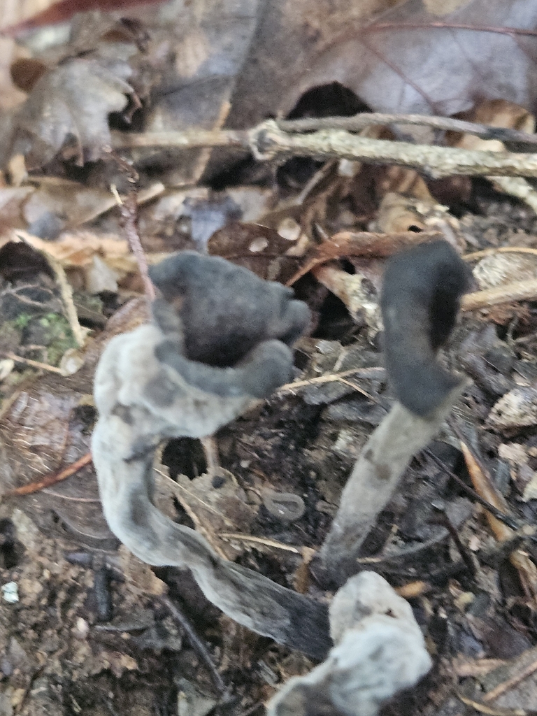 Eastern Black Trumpet · July 2026 · photo: Photo: (c) willingarden, some rights reserved (CC BY) · iNaturalist