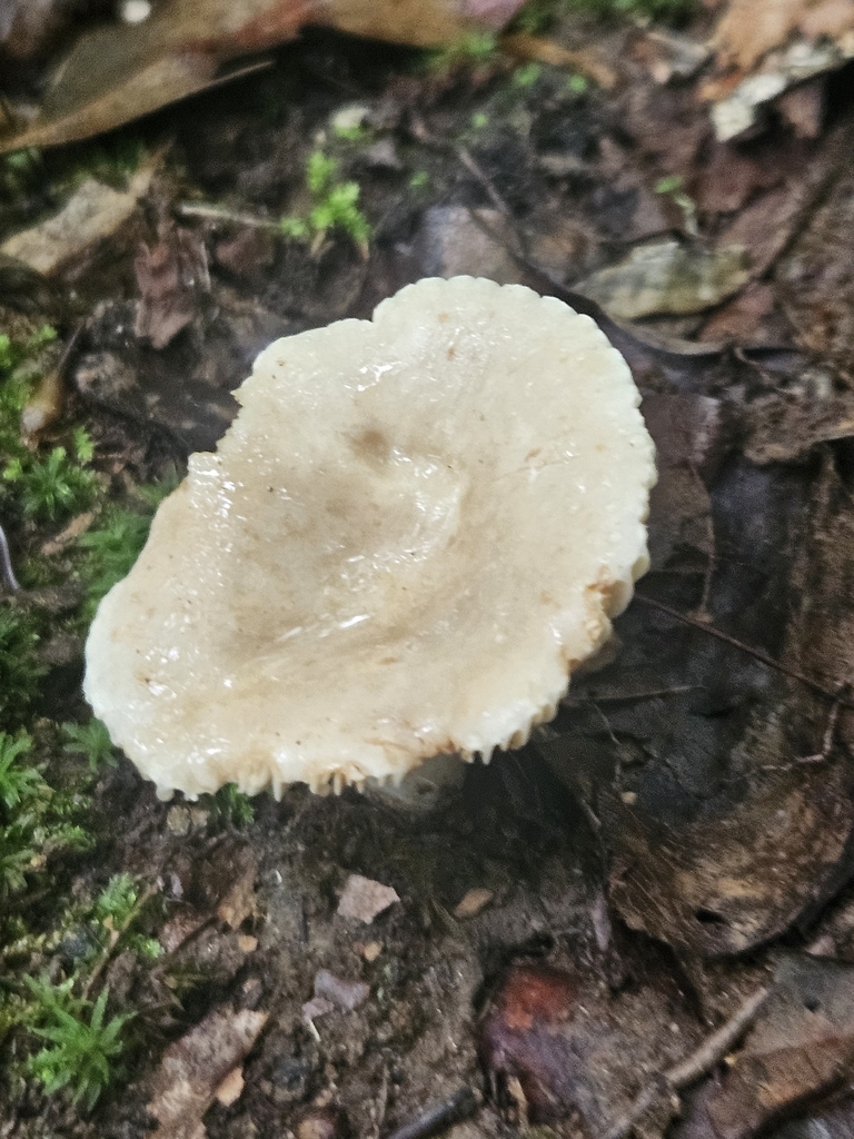 Lactarius subplinthogalus · July 2026 · photo: Photo: (c) willingarden, some rights reserved (CC BY) · iNaturalist