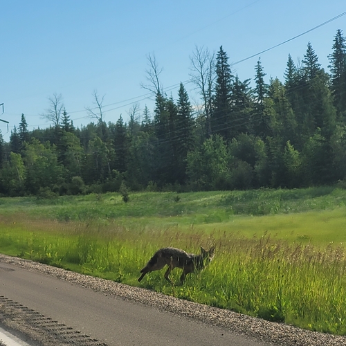 Coyote