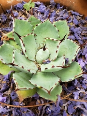Agave isthmensis
