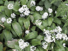 Allium ursinum