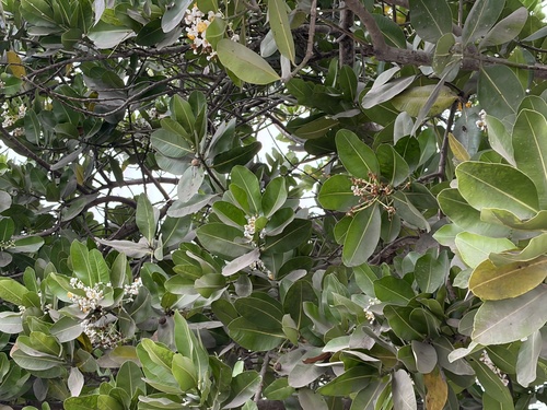 Alexandrian Laurel