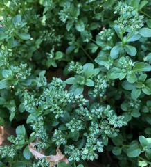 Polycarpon tetraphyllum tetraphyllum