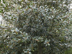 Ilex aquifolium