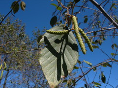 Alnus acuminata arguta