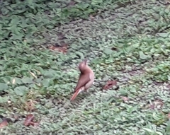 Furnarius rufus
