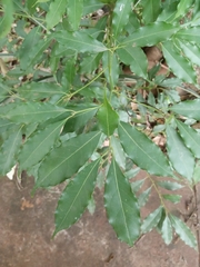 Nectandra