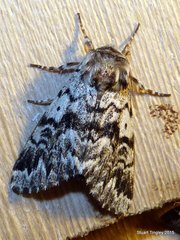 Panthea acronyctoides