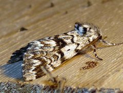 Panthea acronyctoides