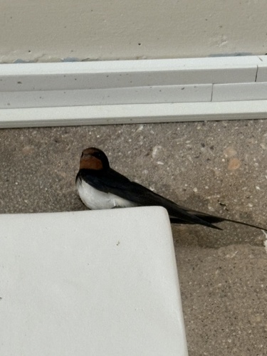 Barn Swallow