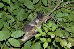 Ground Cuscus photo 4