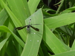 Erythrodiplax attenuata