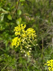 Alyssum trichostachyum