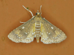 Niphograpta albiguttalis