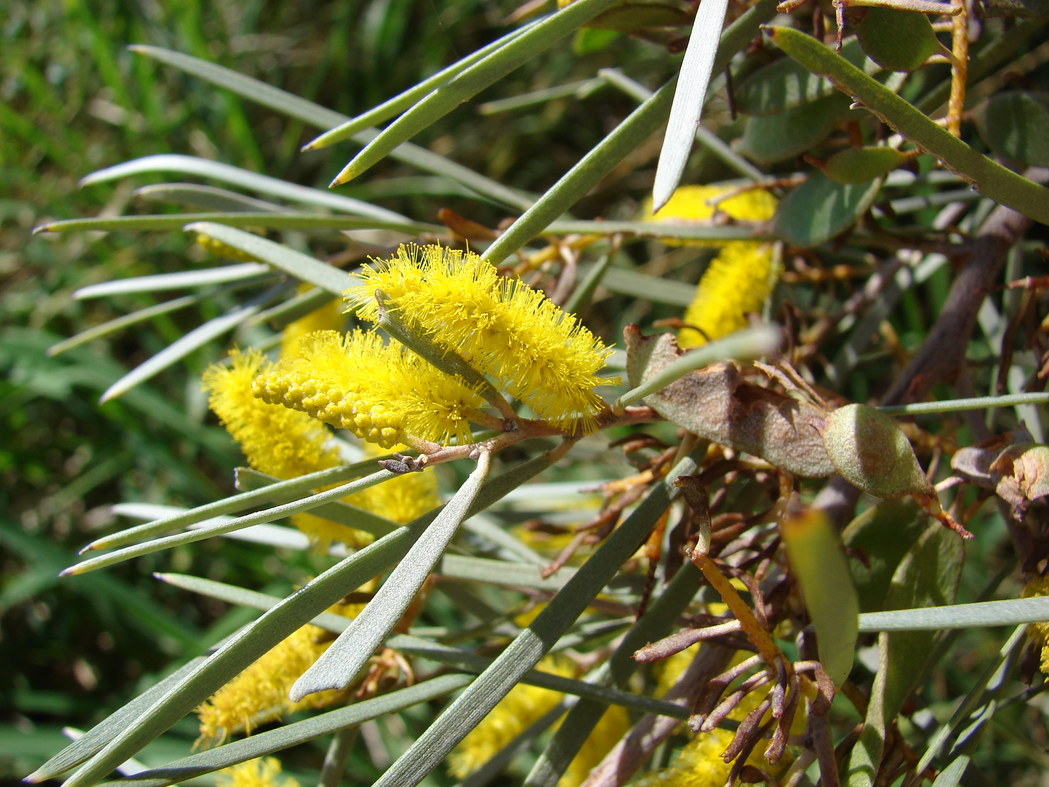 Acacia aneura