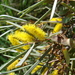 Acacia aneura - Photo (c) Forest & Kim Starr, μερικά δικαιώματα διατηρούνται (CC BY)