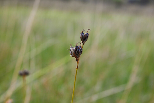 Juncus longistylis observed 2026-07-05