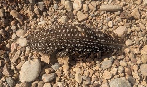 Domestic Guineafowl