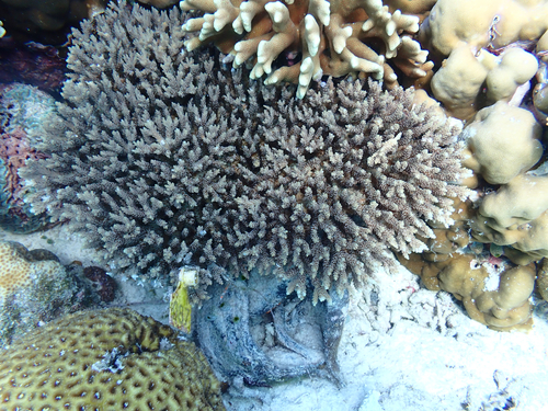 Acropora selago observed 2026-06-30