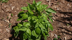 Ocimum basilicum
