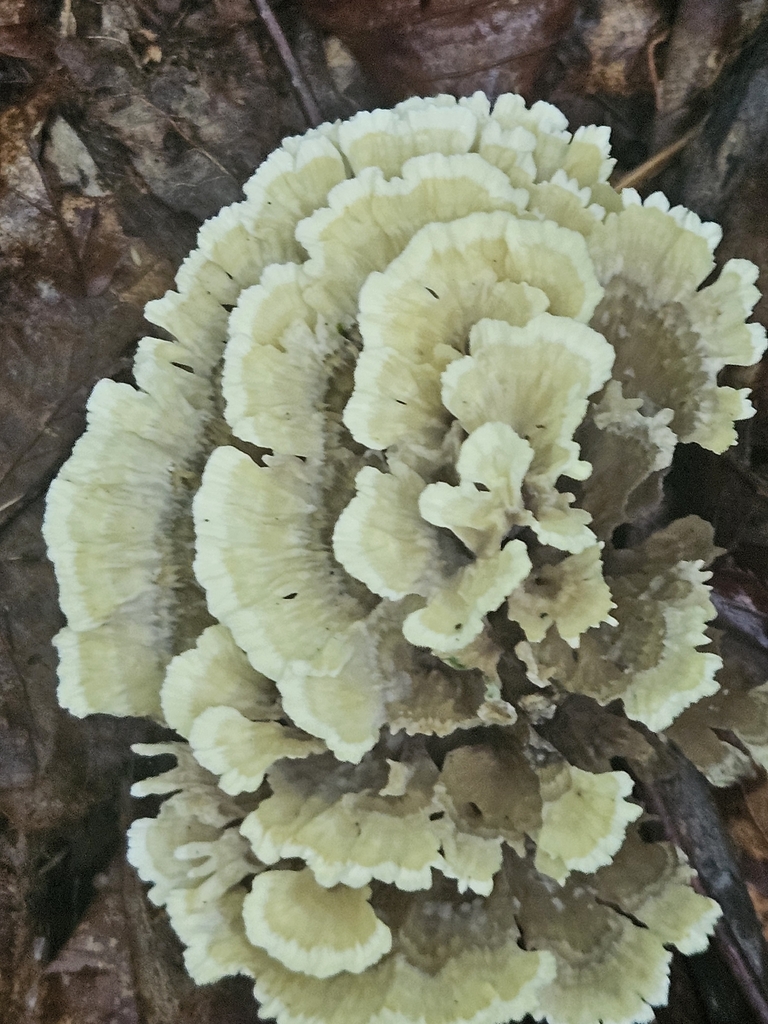 Thelephora vialis · July 2026 · photo: Photo: (c) willingarden, some rights reserved (CC BY) · iNaturalist