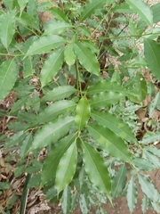 Nectandra