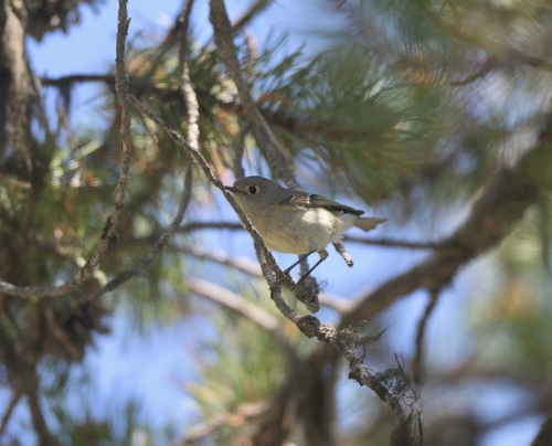 Ruby-crowned Kinglet photographed in Wyoming