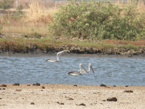 iNaturalist: (c) anton03dj, some rights reserved (CC BY-NC) iNaturalist image