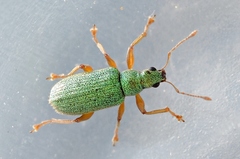 Polydrusus pterygomalis