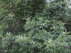 Sambucus nigra