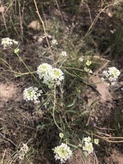 Lepidium fremontii