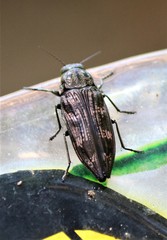 Buprestis consularis