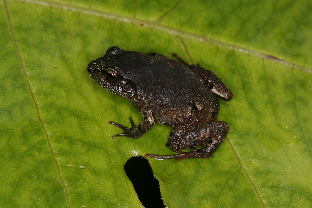 La Selle Dusky Frog