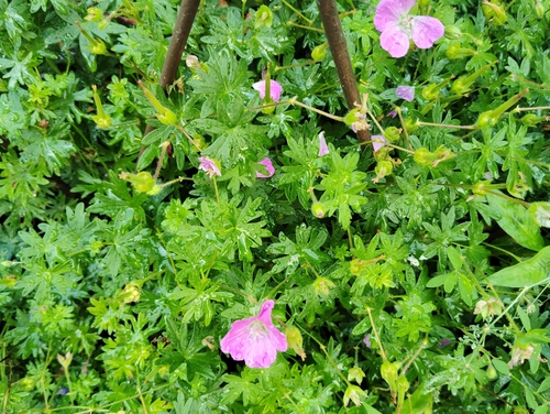 Bloody Crane's-bill