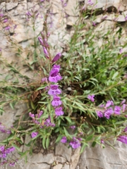 Penstemon platyphyllus, photograph (c) James Stevens, some rights reserved (CC BY)