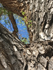 Forestiera pubescens pubescens