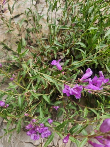 Penstemon platyphyllus, photograph 2