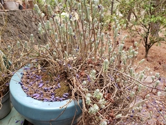 Sedum griseum