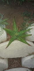 Aloe vogtsii