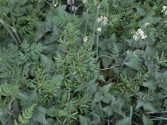 Galium aparine