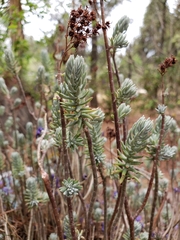 Sedum griseum