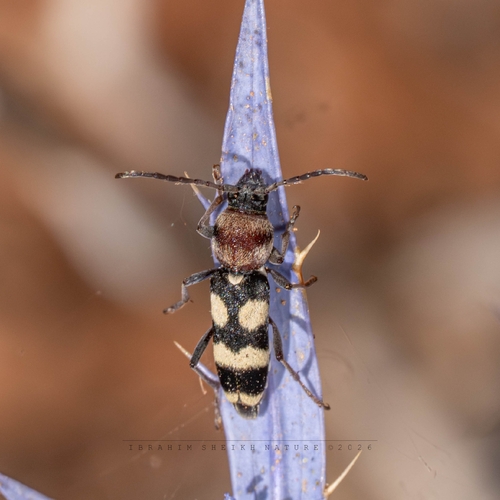 Chlorophorus sexguttatus