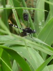 Erythrodiplax attenuata