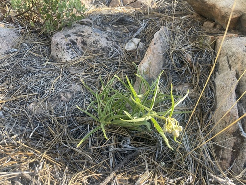 Antelopehorn Milkweed