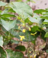 Epimedium × perralchicum